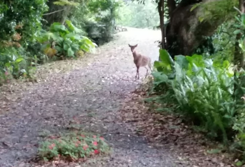 بنسيون Cottage Hana Mana