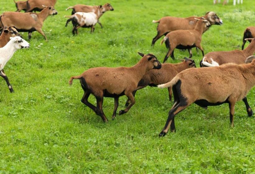 膳宿费 Gut Purbach