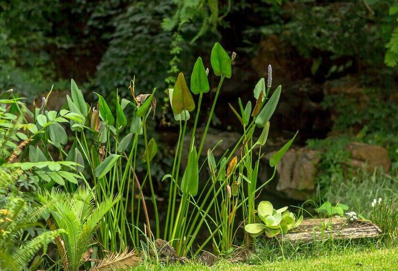 تختخواب و صبحانه Northern Studio Suite