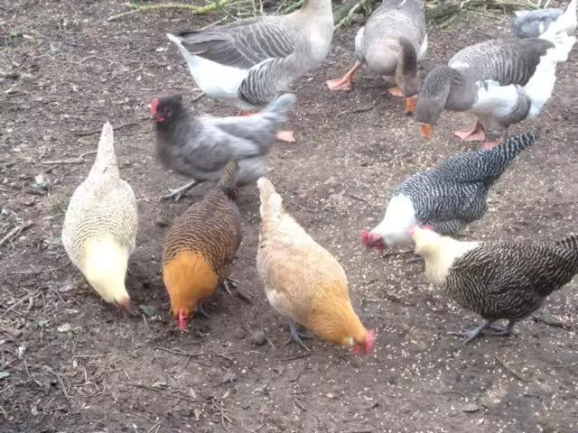 Aamiaismajoitus (B&B) La Roseraie