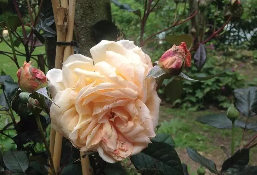 Aamiaismajoitus (B&B) La Roseraie