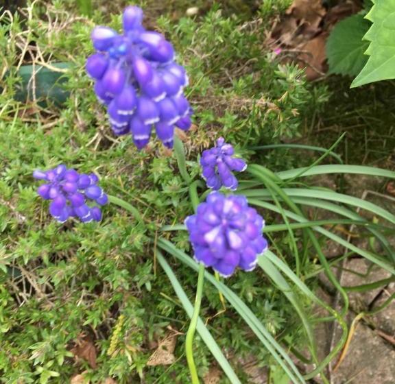 פונדק Agriturismo Da Ninoti