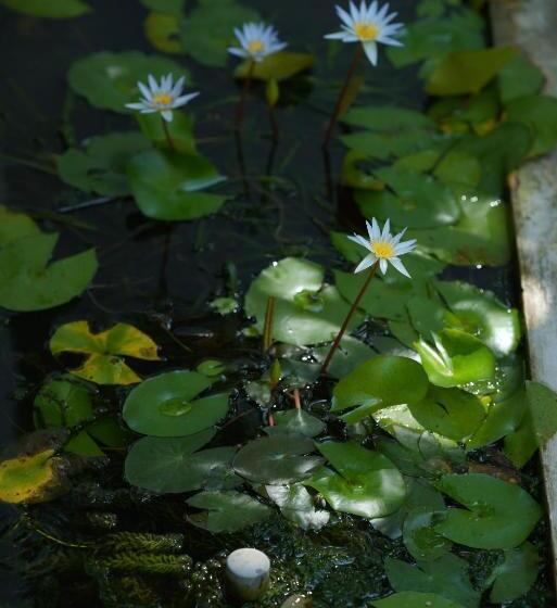 Курорт Temple Tree