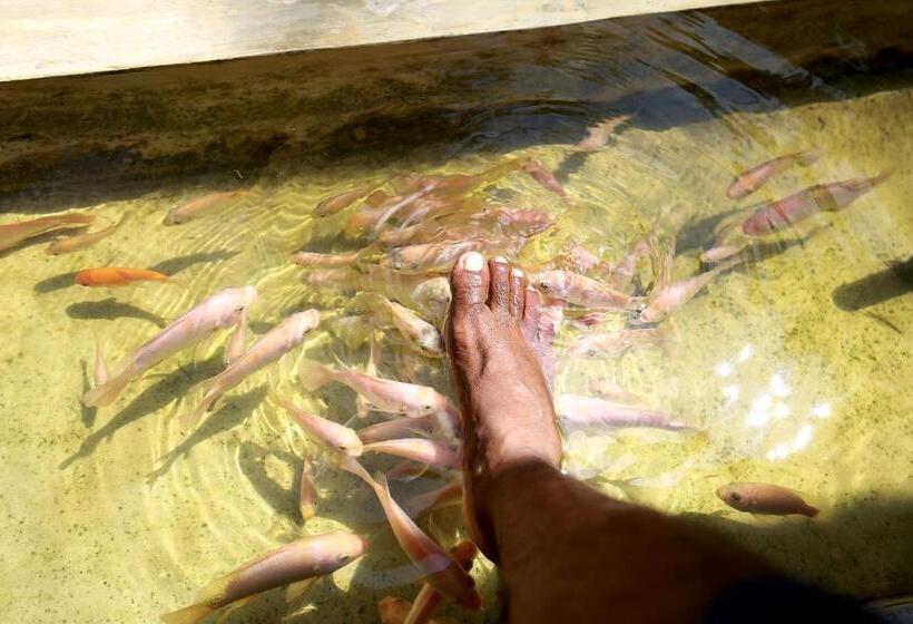 Курорт Temple Tree