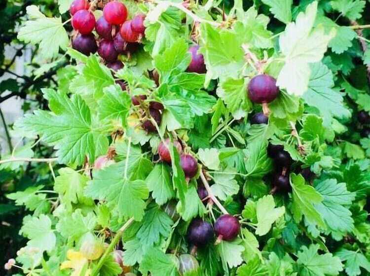 Hotel Glenarch House