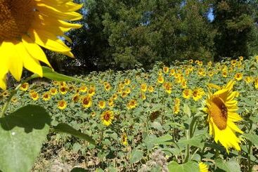 Pensionat Quinta Dos Lagos