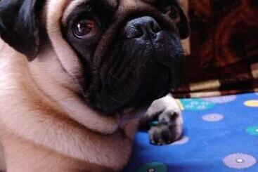 Panzió Hilia S Retreat