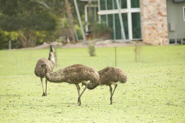 ツーリストアパートメント Bushland