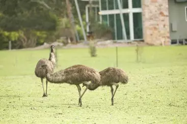 Apartaments turístics Bushland