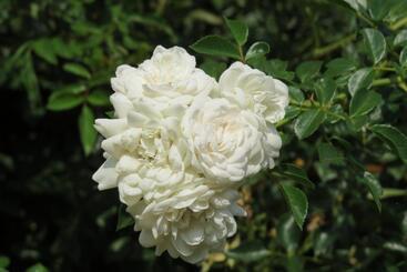 酒店 Fattoria Delle Rose