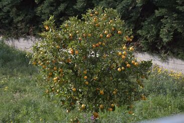 Apartamentos turísticos Avr Deluxe Suites 4 Airport Free Shuttle