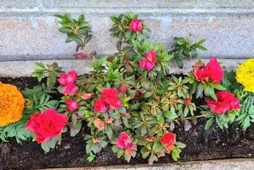 ホテル A Forxa Cafetería Restaurante