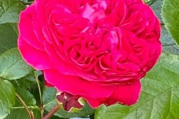 פנסיון Haus Luisenhof