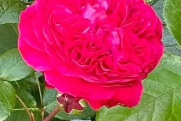 ペンション Haus Luisenhof