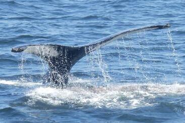 Bed and Breakfast Gite La Maison Rochefort