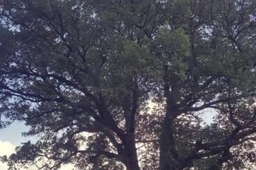 Bed and Breakfast Le Querce Di Mamre