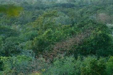 Otel Puerta Calakmul