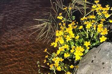 B & B Flattinge Fritidshus