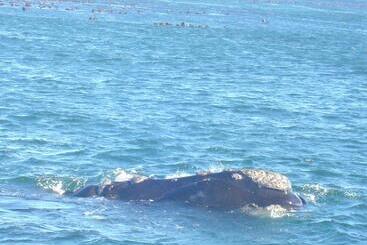 Villa Ocean Crest B&b