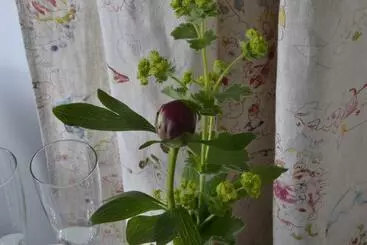 Bed & Breakfast Romantisches Bed&breakfast Apfelstern