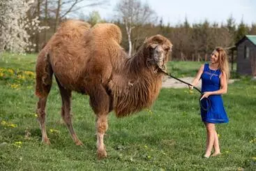 Hotelli Residence Safari Resort   Bison Lodge