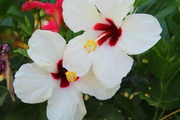 מלון דירות Suite San Juan 135 Gran Pacifica Resort