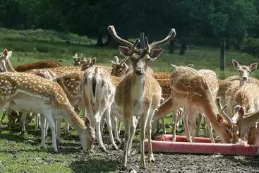 ベッドアンドブレックファースト Château De Saint Maixant