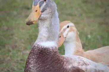 Cabane Dartmoor Reach Alpaca Farm