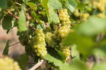 Pensjonat Weinmotel Simon 1 A