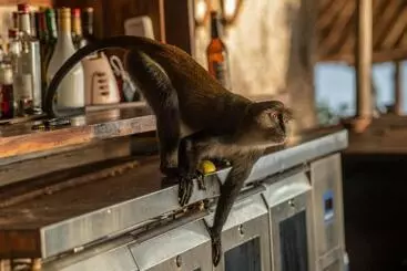 Resort Fumba Beach Lodge