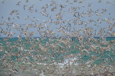 Anantara Bazaruto Island Resort