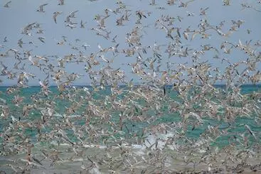 Anantara Bazaruto Island Resort