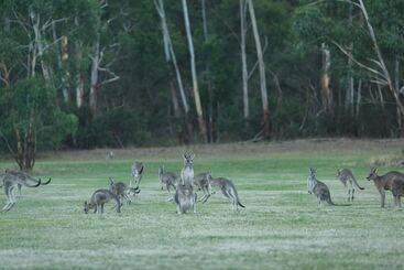 Yering Gorge Cottages