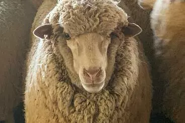 ベッドアンドブレックファースト Mascot Cottage   Pet Friendly And Complimentary Breakfast Hamper