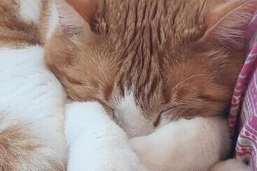 پانسیون Villa Valerie Bio & Zen