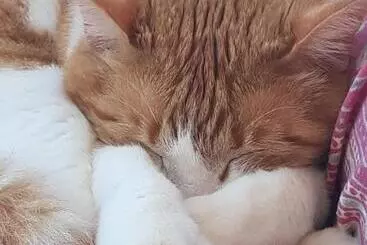 Pensiune Villa Valerie Bio & Zen