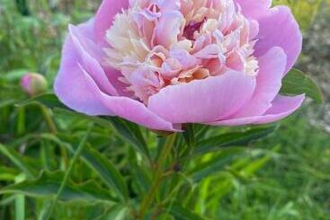 بنسيون Le Cheval Bleu