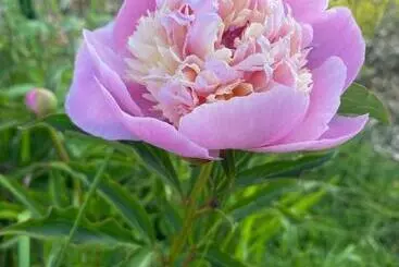 Majatalo Le Cheval Bleu