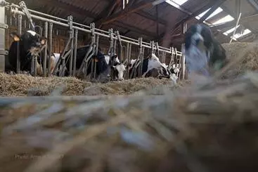 ベッドアンドブレックファースト Ferme St Martin