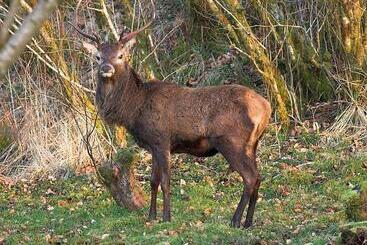Riverside Cottage B&b