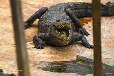 호텔 Coconut Grove Beach Resort