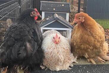 Casa Aan De Plas, B&b Met Sauna En Hottub Of Jacuzzi