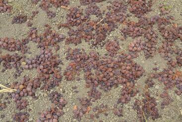 فندق Agriturismo Zinedi