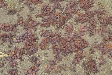 ホテル Agriturismo Zinedi