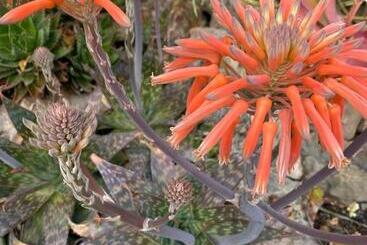 تختخواب و صبحانه Adamah Vayu  Casa Serenida