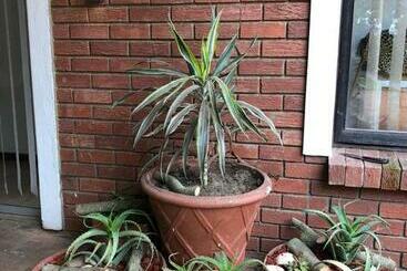 بنسيون The Vineyard West