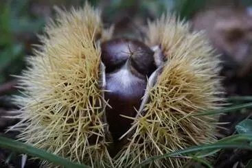 Pensione Affittacamere Arco Antico