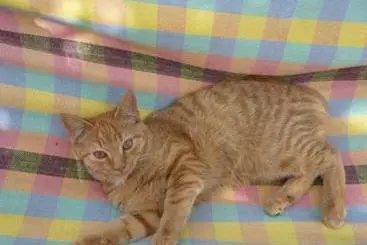 Casa Rurale Bauernhof Knoblechner