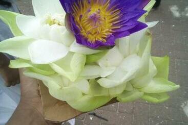 Bed and Breakfast Jungle Book Udawalawa