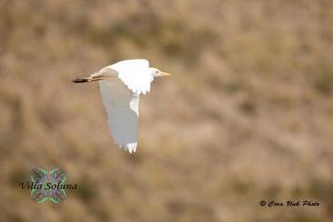 مبيت وإفطار Villa Soluna